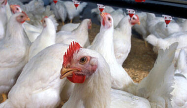 Pennsylvania deploys more resources to combat avian flu | News, Sports, Jobs