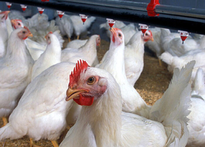 Pennsylvania deploys more resources to combat avian flu | News, Sports, Jobs