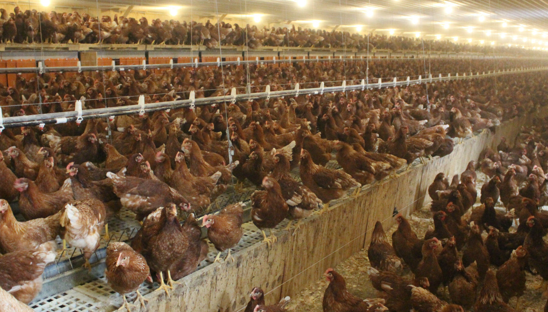 'All hands on deck' response to bird flu spike in Pennsylvania