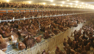 'All hands on deck' response to bird flu spike in Pennsylvania