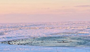 Birds settle in an opening in the Lake Erie ice at sunset. (Spectrum News 1/Lydia Taylor)