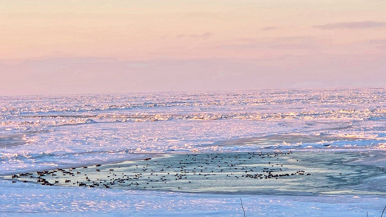 Birds settle in an opening in the Lake Erie ice at sunset. (Spectrum News 1/Lydia Taylor)
