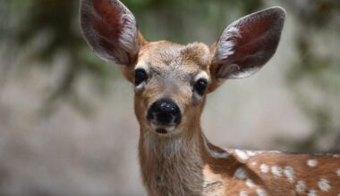 Pittsburgh Deer Management Program: 2025-26 Archery Results