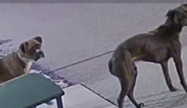 Video shows man abandoning 2 dog outside Washington Area Humane Society
