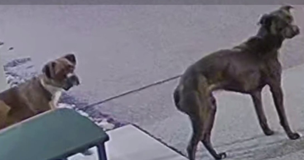 Video shows man abandoning 2 dog outside Washington Area Humane Society