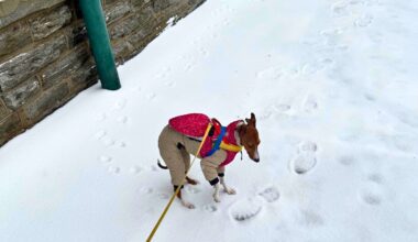 Slushy wet sidewalks could spell trouble for dogs
