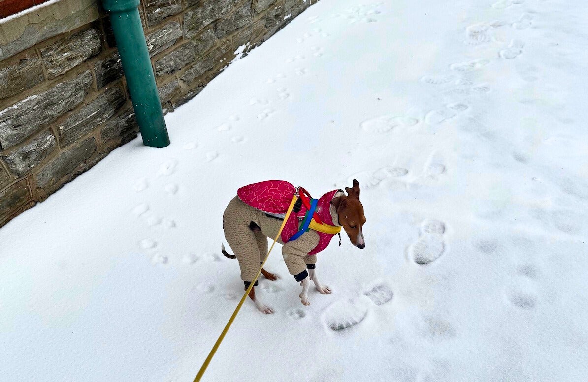 Slushy wet sidewalks could spell trouble for dogs