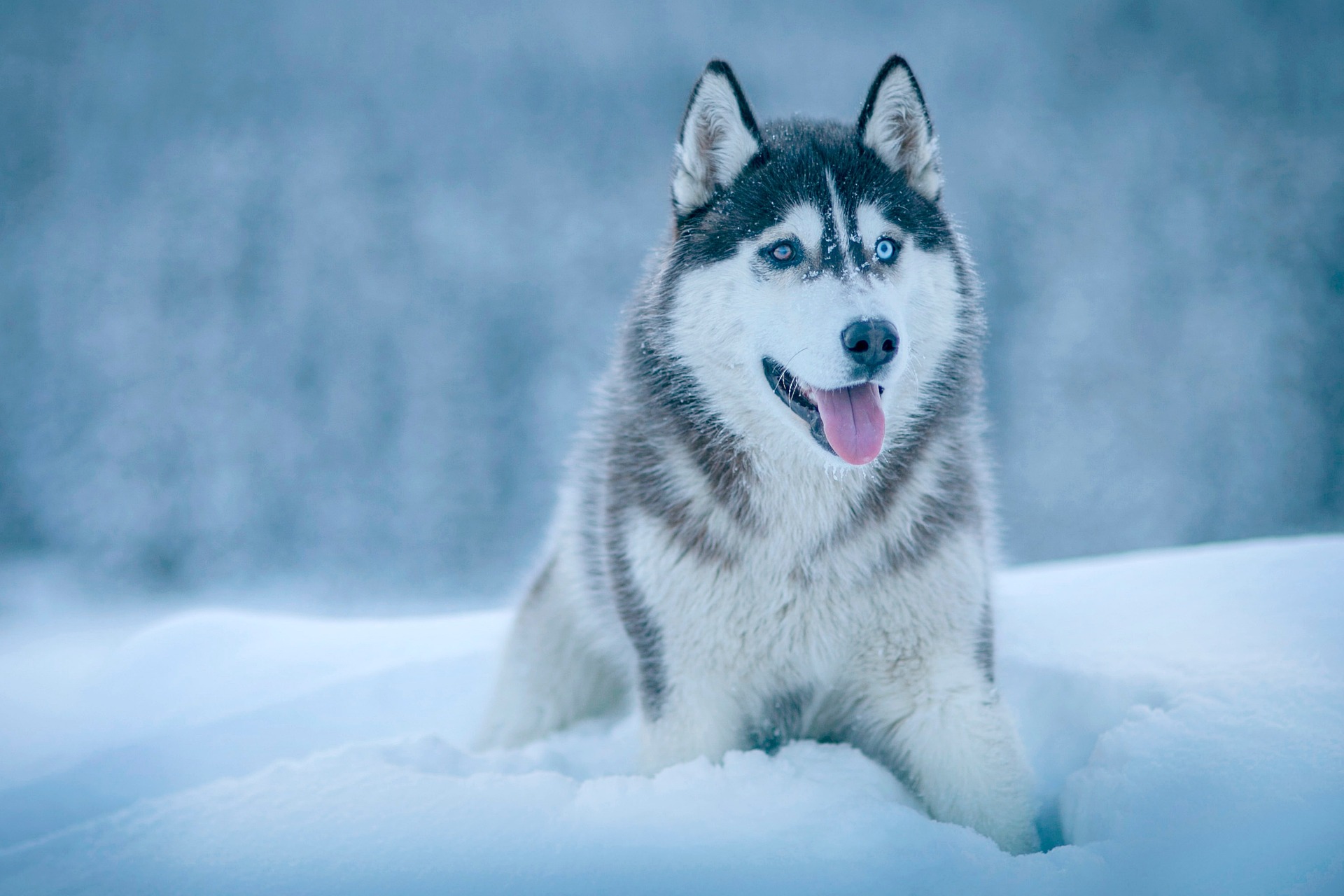husky dog lying in the snow