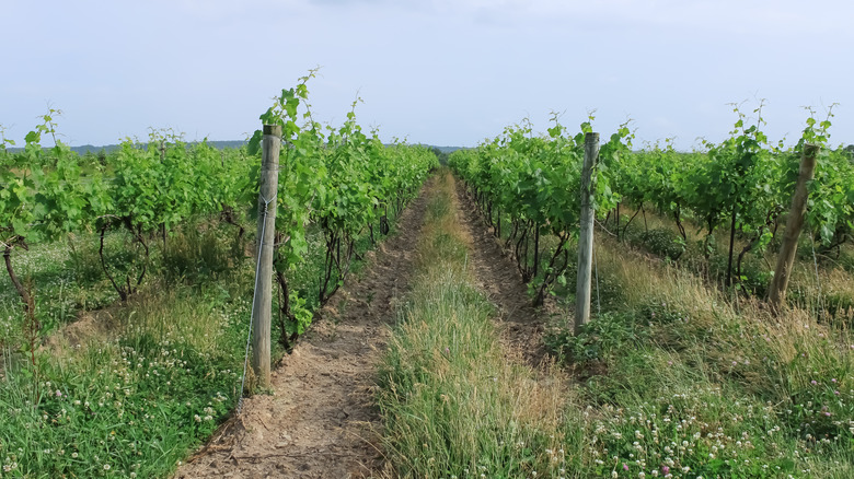 Grape vineyard in Erie, Pennsylvania