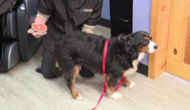 Mister Groom | Does It Really Work?