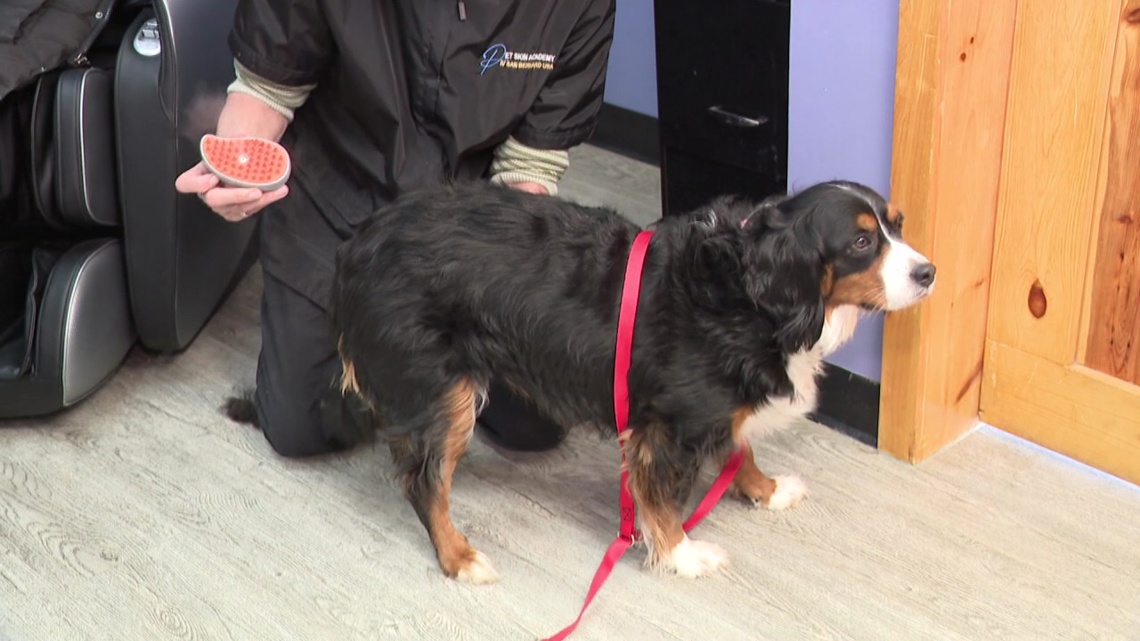 Mister Groom | Does It Really Work?