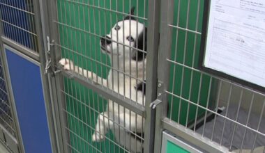 Griffin Pond Animal Shelter mourns loss of two dogs as abandoned animal numbers rise