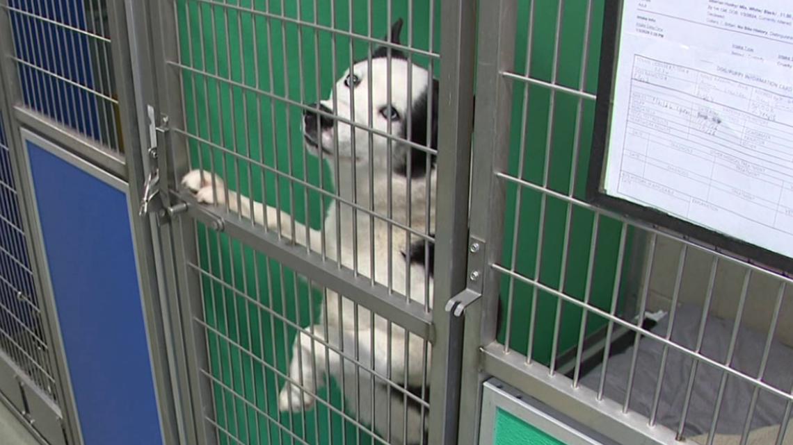 Griffin Pond Animal Shelter mourns loss of two dogs as abandoned animal numbers rise