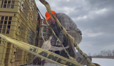 Pennsylvania hunters get final chance with extra pheasants as season ends