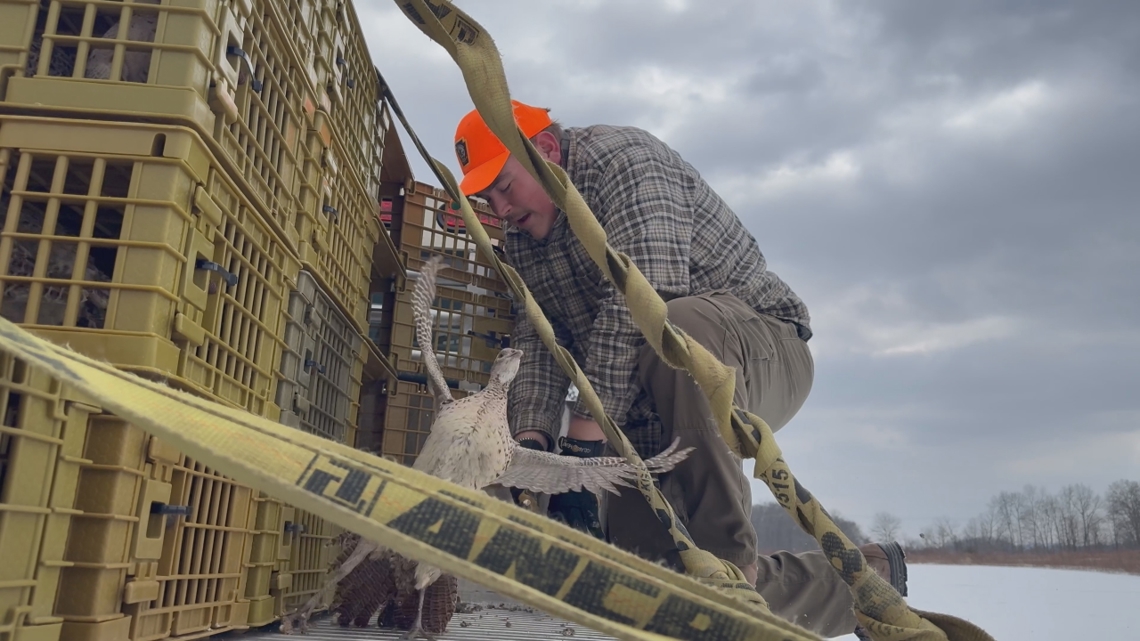 Pennsylvania hunters get final chance with extra pheasants as season ends