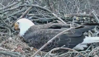 Glen Hazel bald eagle lays first egg of the season at Pittsburgh nest