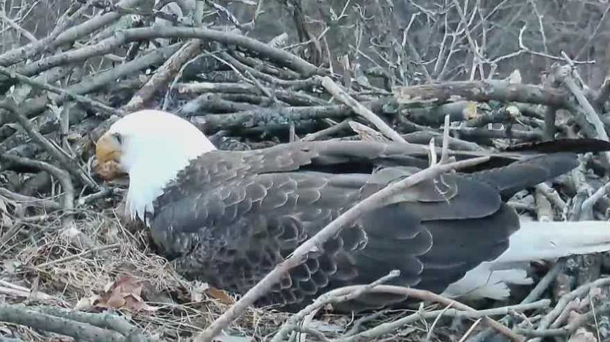 Glen Hazel bald eagle lays first egg of the season at Pittsburgh nest