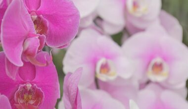 How 2026 Philadelphia Flower Show will pay homage to America's 250th birthday