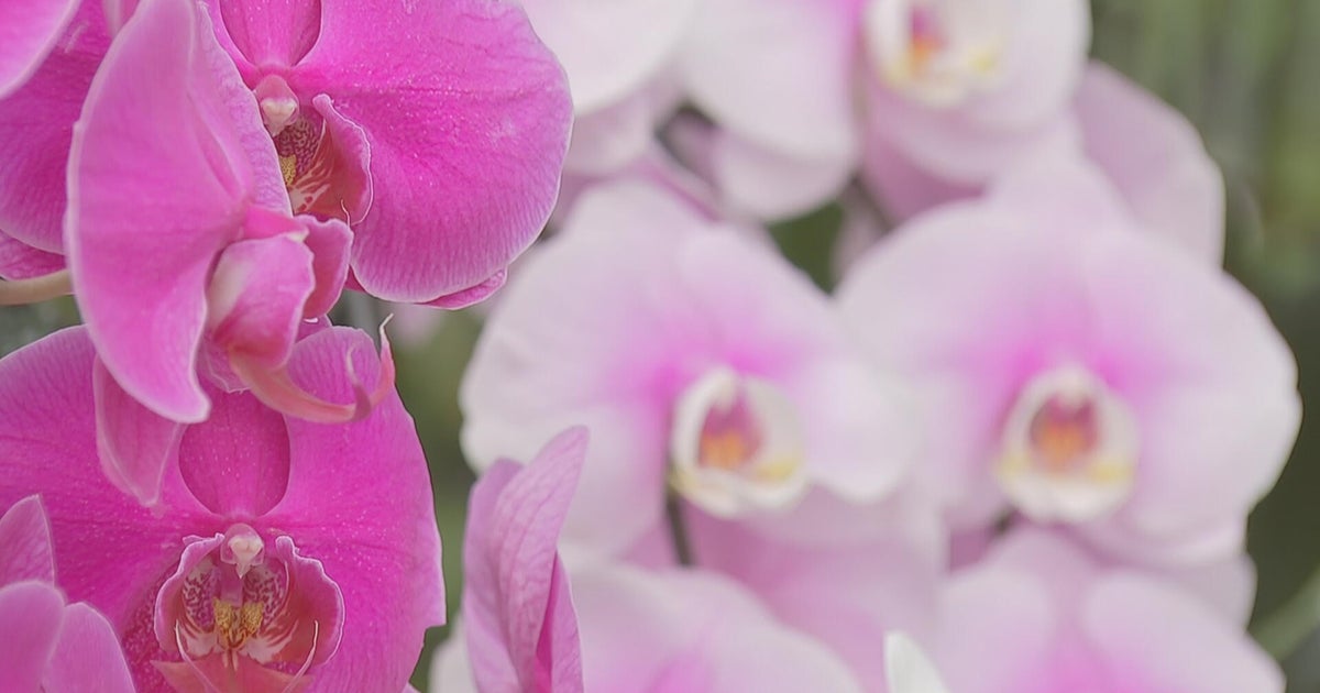 How 2026 Philadelphia Flower Show will pay homage to America's 250th birthday