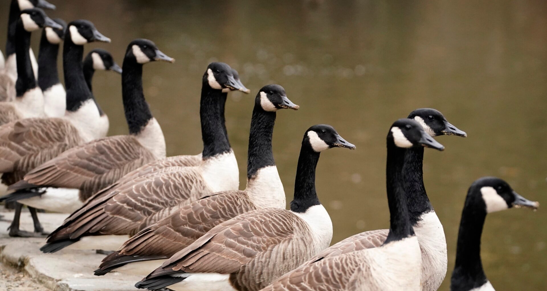 Thousands of bird deaths reported in NJ; PA ramps up bird flu response