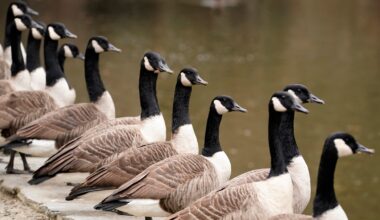 Thousands of bird deaths reported in NJ; PA ramps up bird flu response