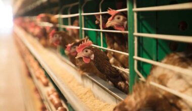 Tracking avian flu in Pennsylvania