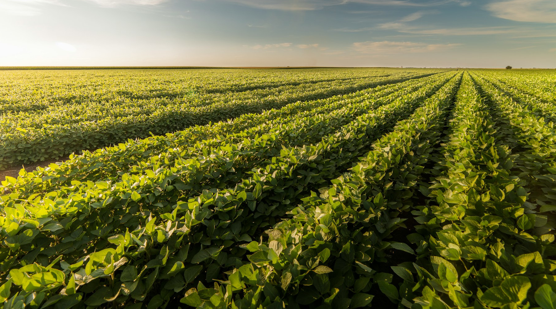 College of Ag Sciences Faculty Awarded Pennsylvania Soybean Board Grants