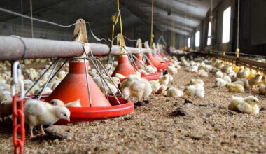 'Ongoing surge' of avian flu threatens Pennsylvania's $7.1 billion poultry industry