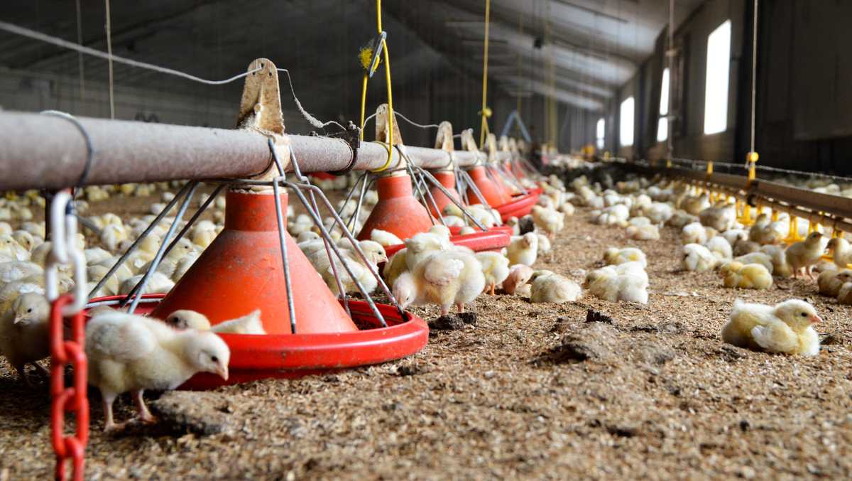 'Ongoing surge' of avian flu threatens Pennsylvania's $7.1 billion poultry industry