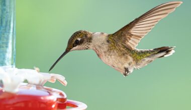 Great Backyard Bird Count gets underway in western Pennsylvania