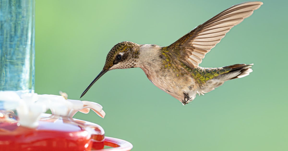 Great Backyard Bird Count gets underway in western Pennsylvania