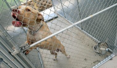 Philadelphia City Council passes 3-year ban on "backyard" dog breeding as shelter populations increase