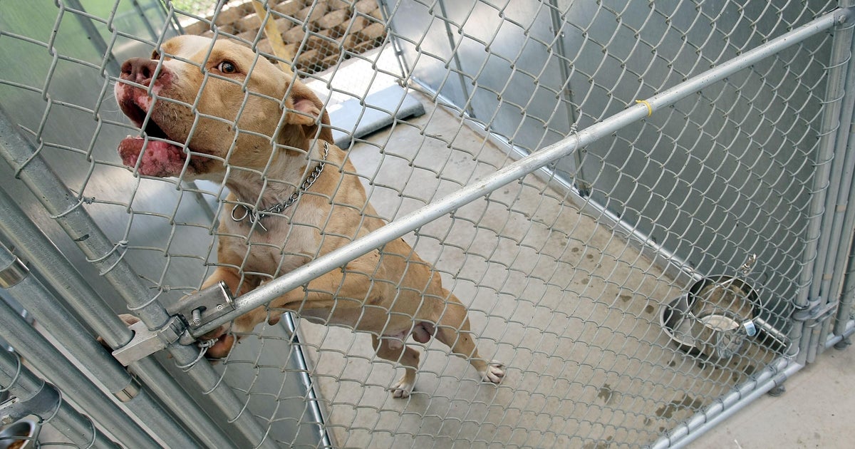 Philadelphia City Council passes 3-year ban on "backyard" dog breeding as shelter populations increase