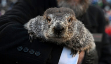 What to know about Groundhog Day traditions and Punxsutawney Phil | News, Sports, Jobs