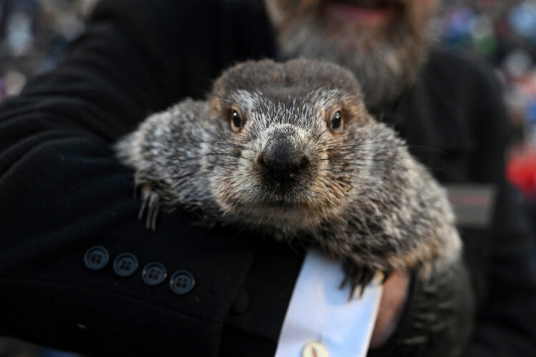 What to know about Groundhog Day traditions and Punxsutawney Phil | News, Sports, Jobs