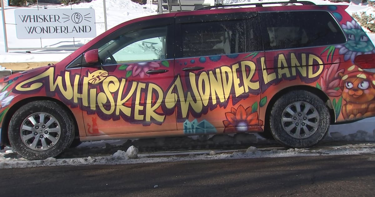 Local cat café unveils big surprise for saving more lives – WPXI