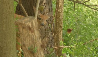 Archers harvest over 140 deer in Pittsburgh during 2025-26 population management program – WPXI