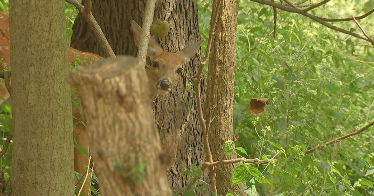 Archers harvest over 140 deer in Pittsburgh during 2025-26 population management program – WPXI