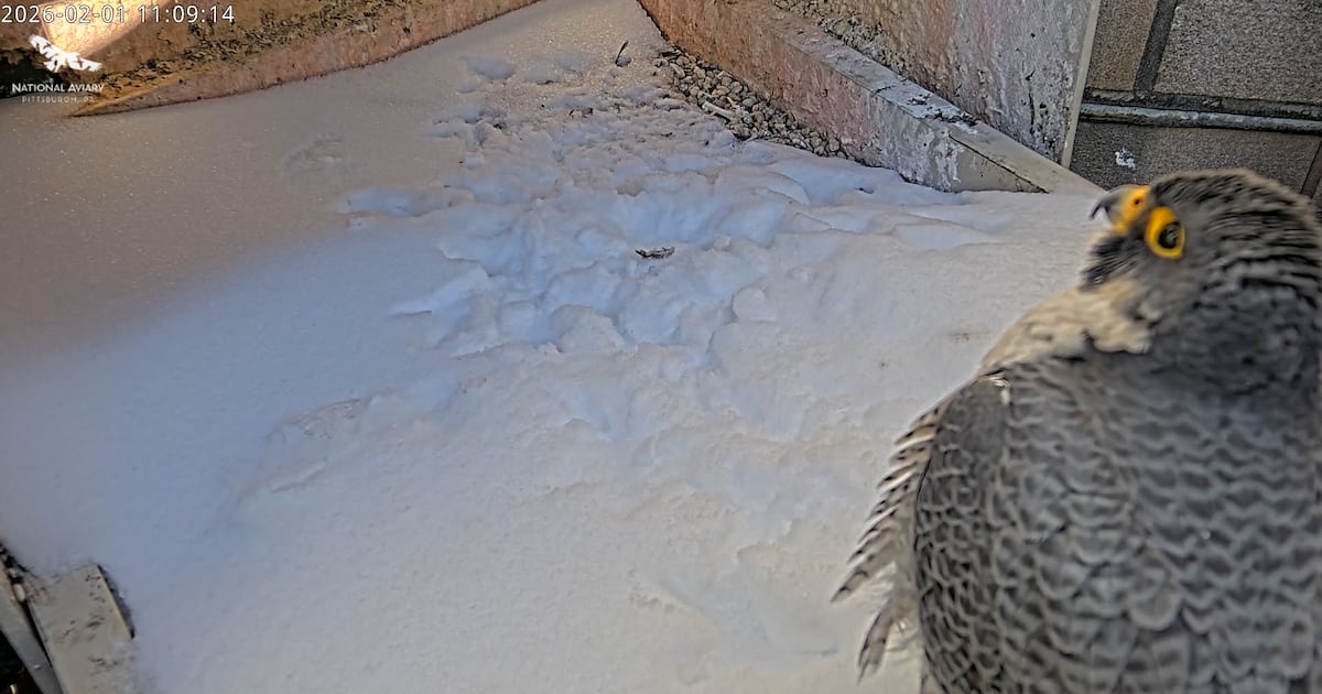 Carla and Ecco are back, and so is the National Aviary’s Peregrine FalconCam – WPXI