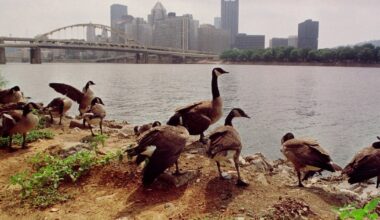 Humane Animal Rescue of Pittsburgh pauses admission of some animals due to local bird flu cases