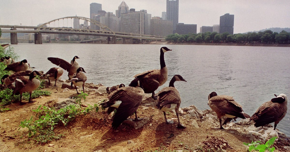 Humane Animal Rescue of Pittsburgh pauses admission of some animals due to local bird flu cases