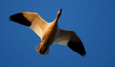 Pennsylvania Game Commission monitoring spread of avian influenza in wild birds – WPXI