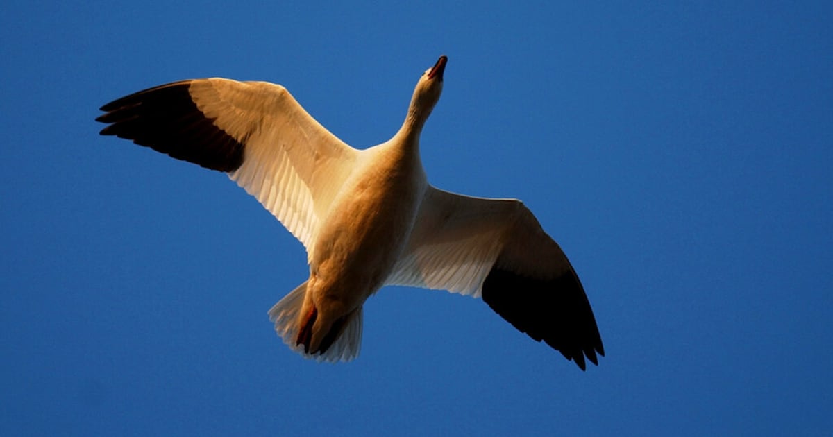 Pennsylvania Game Commission monitoring spread of avian influenza in wild birds – WPXI