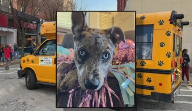 Meet ‘Carrie Pawshaw,’ a Pittsburgh rescue dog and Puppy Bowl star – WPXI