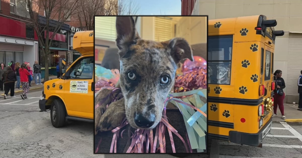 Meet ‘Carrie Pawshaw,’ a Pittsburgh rescue dog and Puppy Bowl star – WPXI