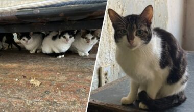 Nearly 40 cats taken from Philadelphia home, ACCT Philly says – NBC10 Philadelphia