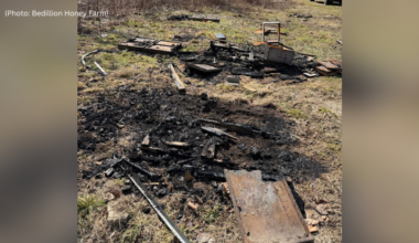 Tens of thousands of bees killed in what Pittsburgh-area farm calls "deliberate" burning of hives