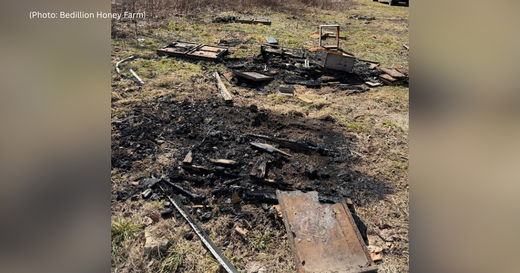 Tens of thousands of bees killed in what Pittsburgh-area farm calls "deliberate" burning of hives