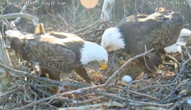 Pittsburgh's Glen Hazel eagles lay 1st egg of season