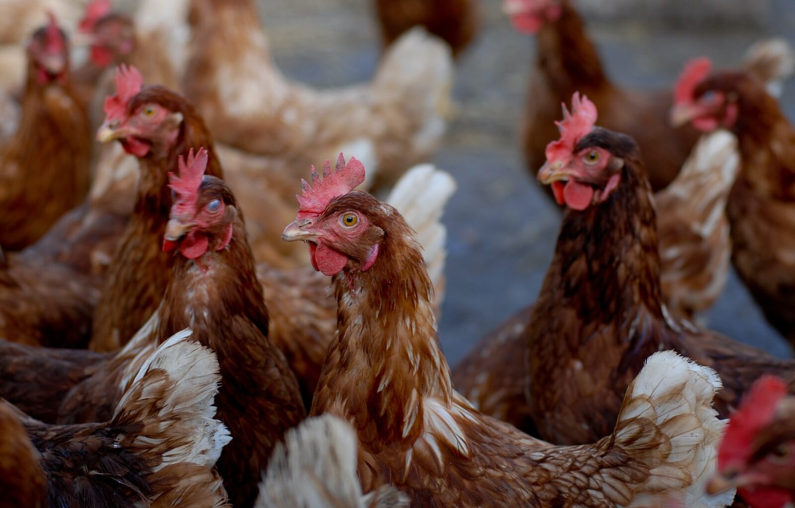 Pennsylvania leads nation in H5N1 bird flu cases